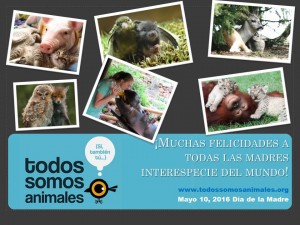 Felicidades a todos nuestros felinos amigos!